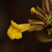 Texas Monkeyflower - Photo (c) Joey Santore, some rights reserved (CC BY-NC), uploaded by Joey Santore