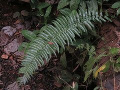 Cyclopeltis semicordata image