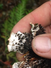 Peltigera horizontalis