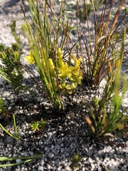 Sebaea sulphurea