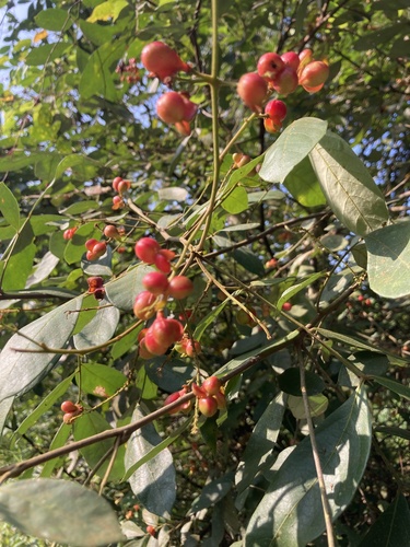 Guioa pleuropteris observed 2023-03-15
