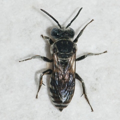 Triepeolus atripes