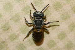 Triepeolus atripes
