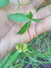 Clematis campaniflora