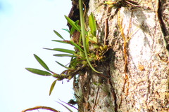 Maxillaria variabilis