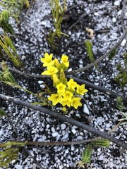 Sebaea sulphurea