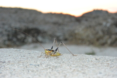 Eupholidoptera megastyla