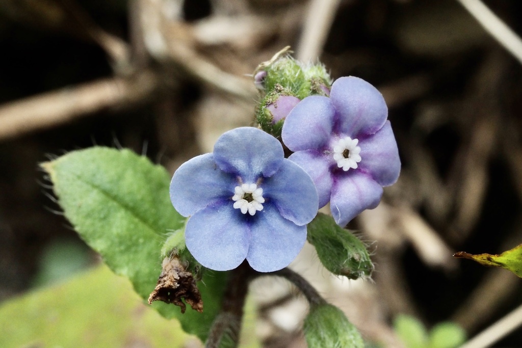 Nihon japonicum