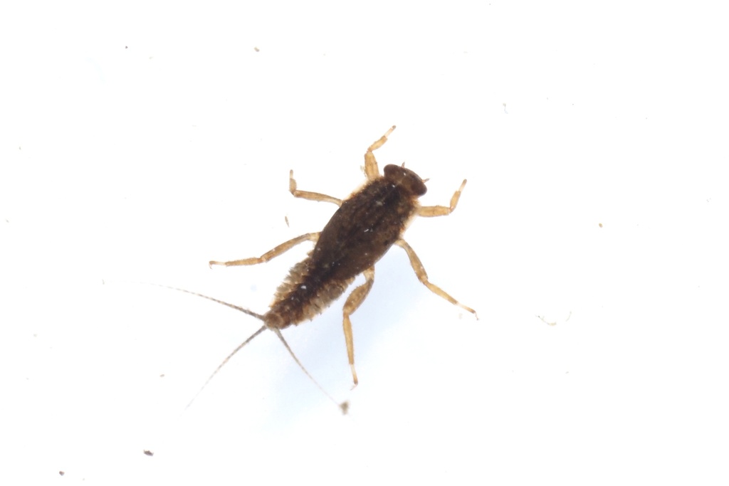 Cincticostella elongatula