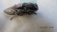 Chalcophora mexicana