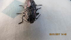 Chalcophora mexicana