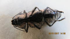Chalcophora mexicana