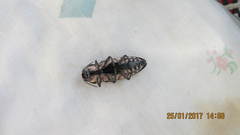 Chalcophora mexicana