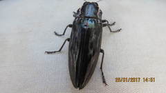 Chalcophora mexicana