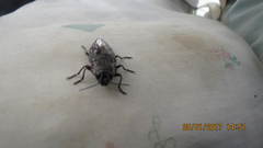 Chalcophora mexicana
