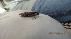 Chalcophora mexicana