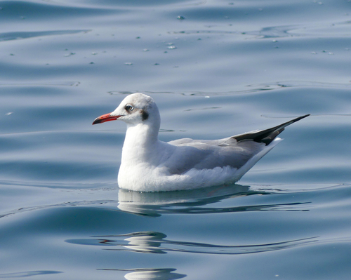 Brown-headed Gull｜棕头鸥 参考照片