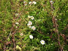 Symphyotrichum × salignum