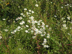 Symphyotrichum × salignum