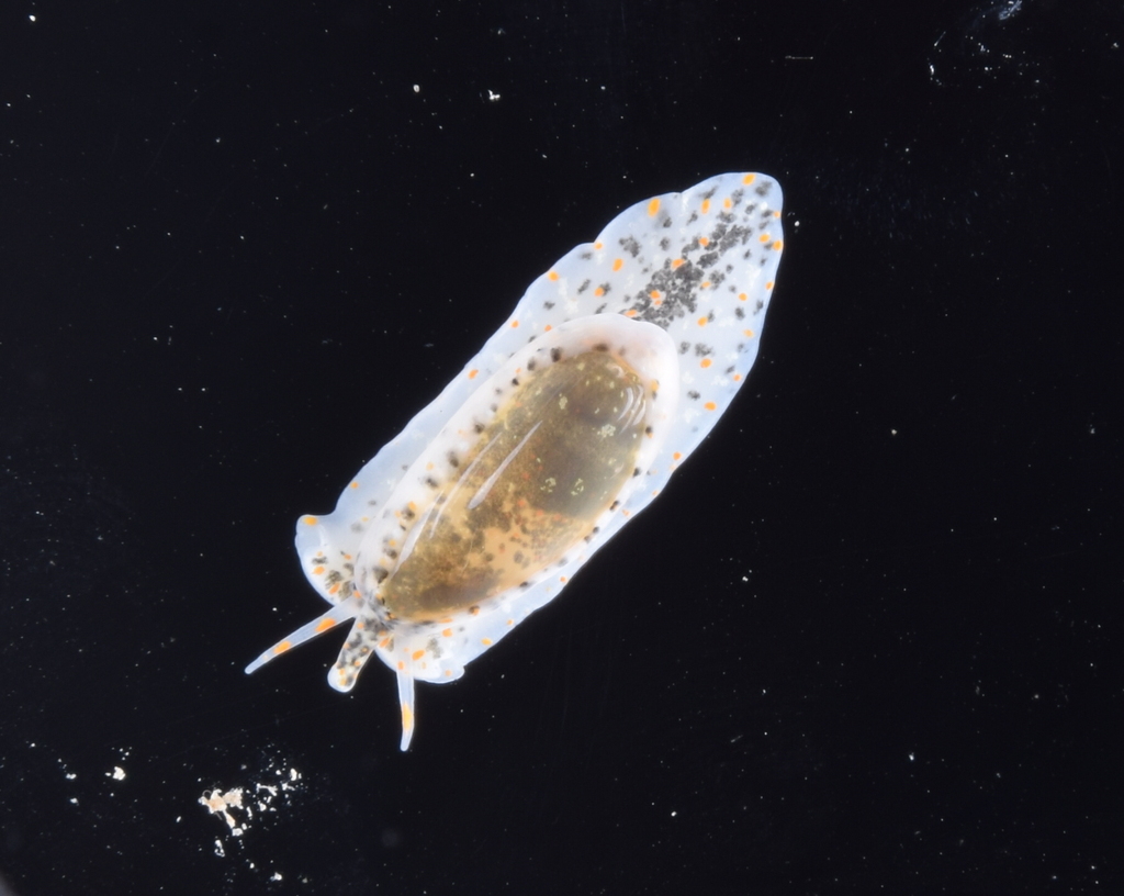 Hyalina