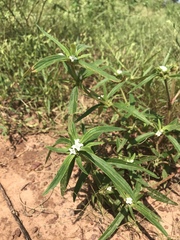 Spermacoce stachydea