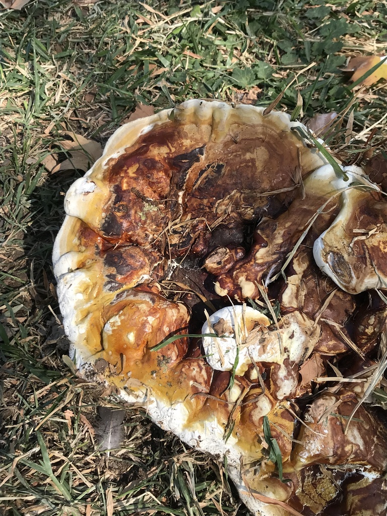 Ganoderma sessile · March 2023 · photo: © tutitah (iNaturalist, cc0)