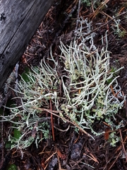 Cladonia dahliana