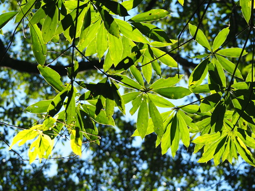 Image of Neolitsea konishii by no rights reserved