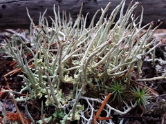 Cladonia dahliana