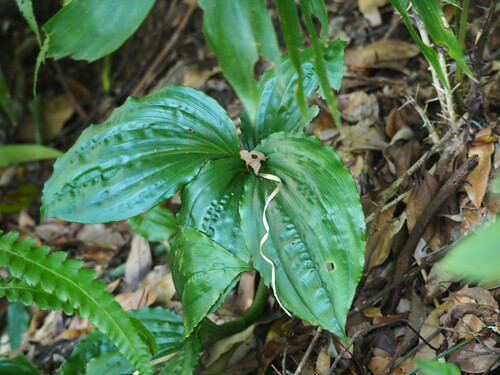 Image of Liparis gigantea by no rights reserved