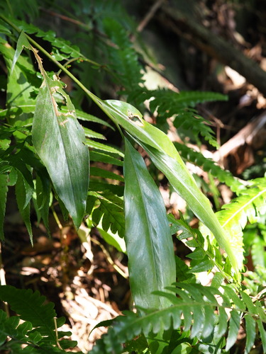 Image of Zingiber kawagoei by no rights reserved