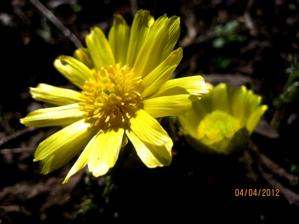 Adonis volgensis from Лутугинський район, Луганська область, Україна on ...