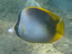 Chaetodon leucopleura