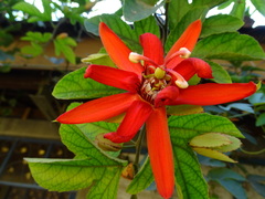 Passiflora coccinea