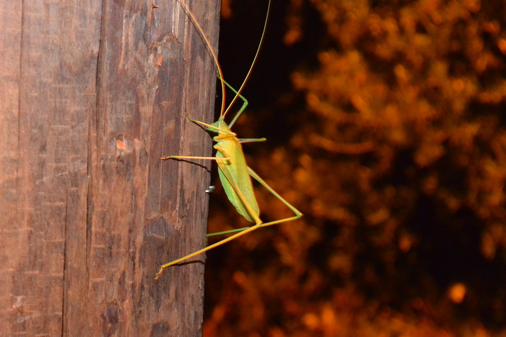 Common Long-legged Bush-cricket