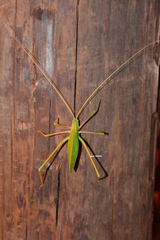 Acrometopa macropoda