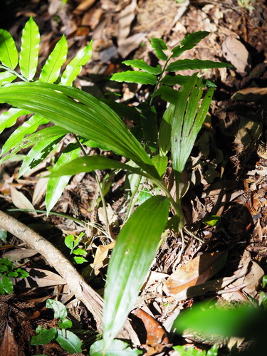 Image of Taiwan Christmas Orchid (Calanthe formosana) by no rights reserved