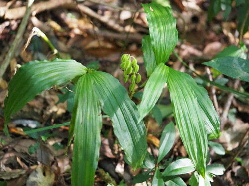 Image of Calanthe obcordata by no rights reserved