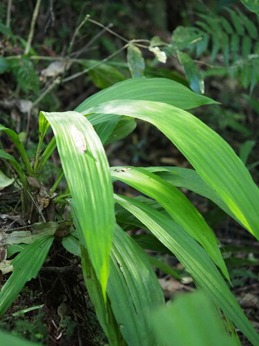 Image of Taiwan Christmas Orchid (Calanthe formosana) by no rights reserved