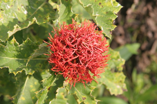 Echinops amplexicaulis