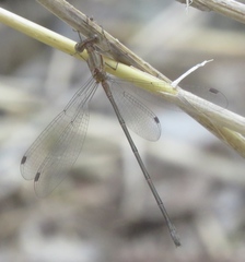 Lestes forficula