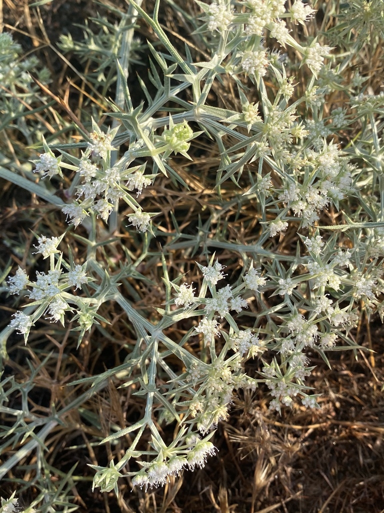Tournefort's Pickling Herb