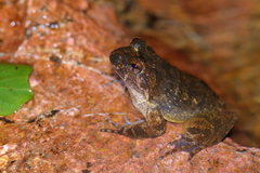 Quasipaa exilispinosa