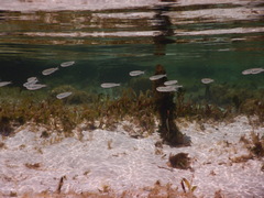 Atherinomorus vaigiensis