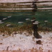 Atherinomorus vaigiensis