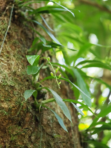 Image of Liparis bootanensis by no rights reserved