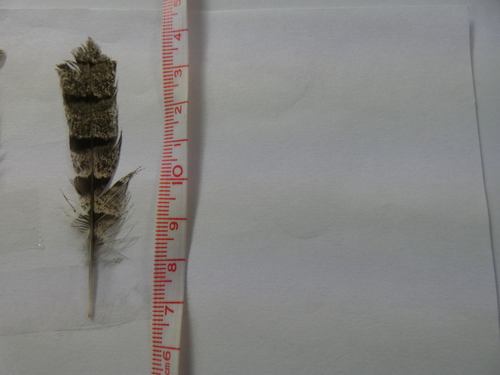 Plume de Torcol fourmilier