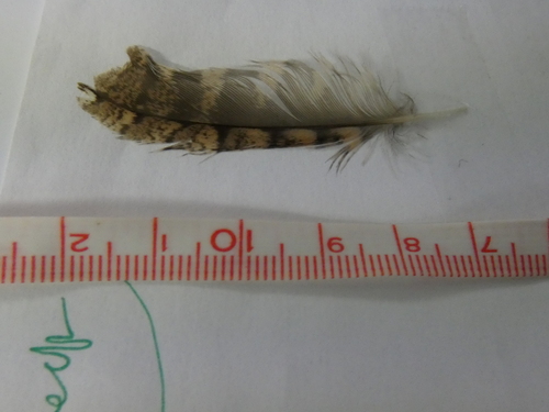 Plume de Torcol fourmilier