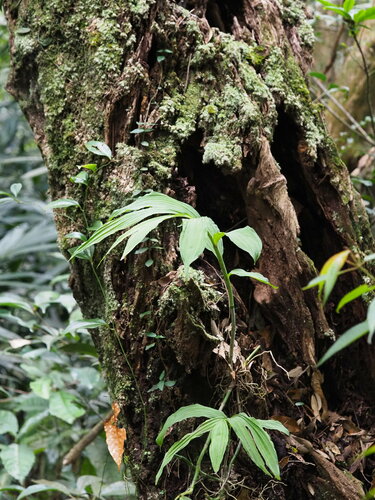 Image of Calanthe obcordata by no rights reserved
