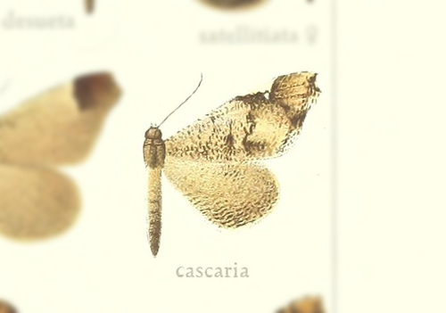 Mariposa Polilla Americana